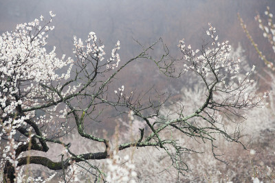 梅花