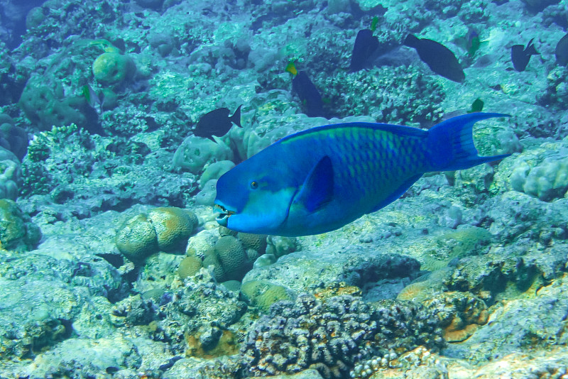 红海陡头鹦嘴鱼