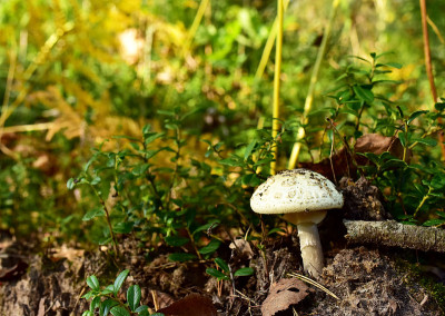 危险的有毒的白色蘑菇生长在森林里。鹅膏phalloides