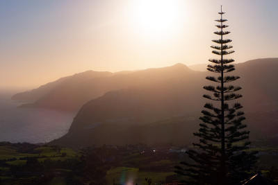 夕阳下的一棵孤独的树，背景是大海和山丘