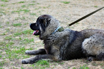 高加索牧羊犬