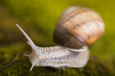 蜗牛