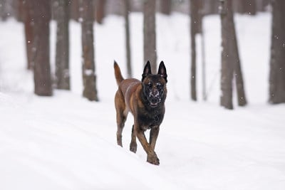 可爱的比利时牧羊犬马利诺斯在冬天的森林里走在雪地上
