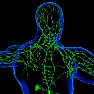 人体淋巴结解剖用于医学概念3D渲染