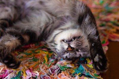一只躺着的条纹猫。