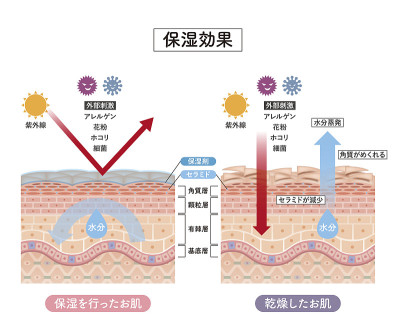 皮肤的横截面是4个正面