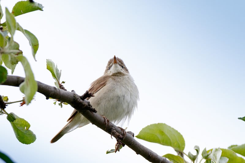 布莱斯的里德 · 沃布勒 （阿克罗塞法勒斯杜梅托鲁姆） 。