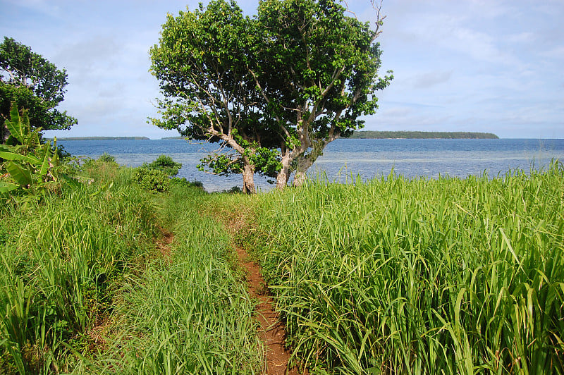 海岸附近草地上的土路