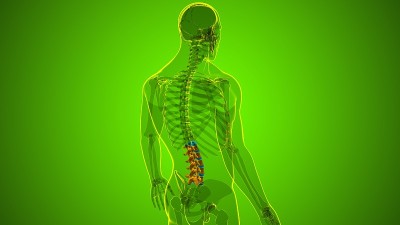 人体骨骼、脊柱、腰椎解剖学