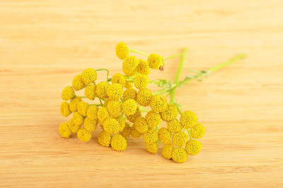 艾菊(Tanacetum)
