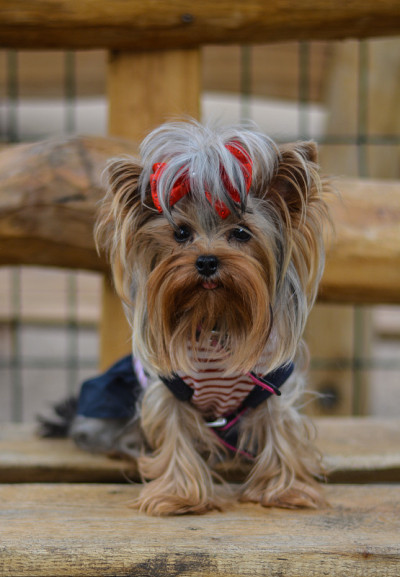 可爱的迷你约克郡犬