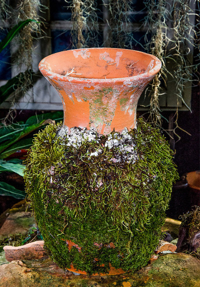 苔藓在花瓶