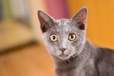 蓝色的呵叻小猫