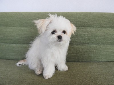 狗