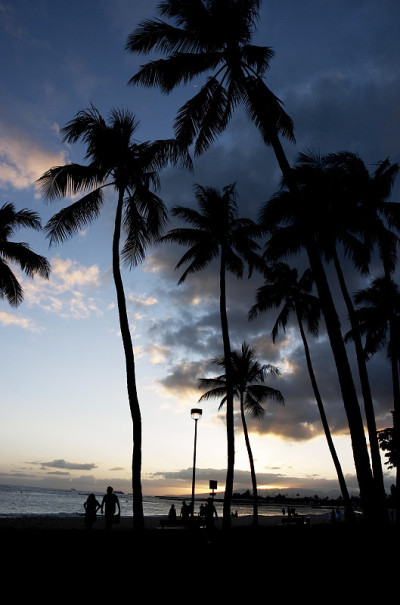 日落palmtrees