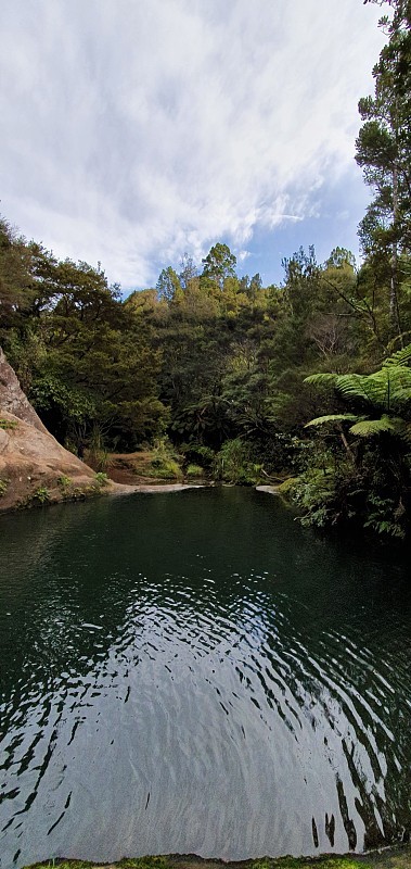 戈尔迪布什步道，Muriwai和亨加地区，奥克兰，新西兰