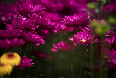 花5