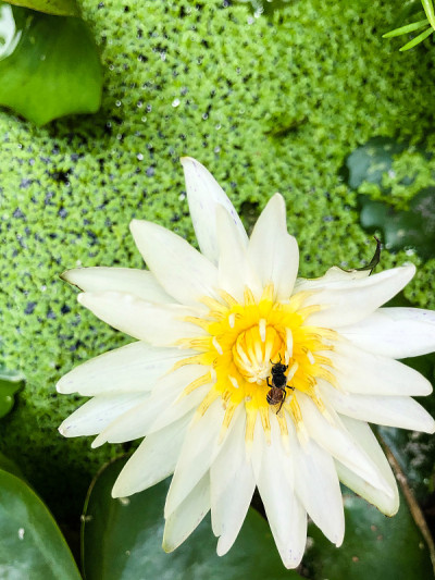 蜜蜂，白莲，黄花粉，绿浮萍