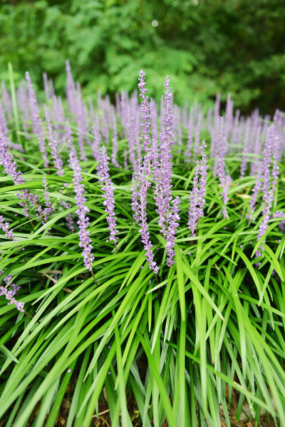 Liriope