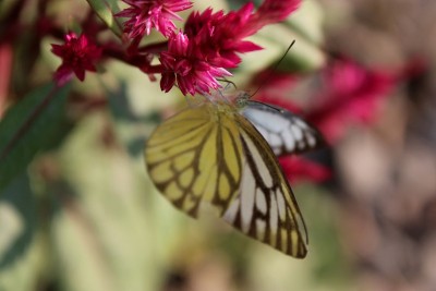 先锋白(Belenois aurota)坐在粉红色天青花银白色的花园。Odisha、印度