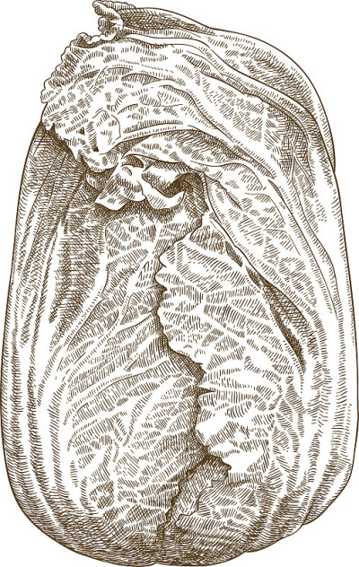大白菜雕刻插图