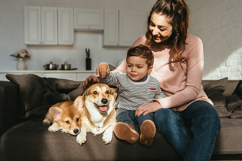 孩子在抚摸威尔士柯基犬，而他的妈妈坐在家里的沙发旁边