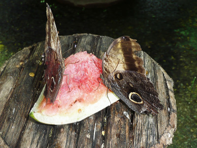 蝴蝶与西瓜