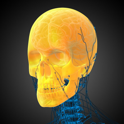 3d渲染医学插图的头骨