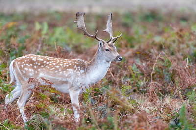 鹿Fallow dama