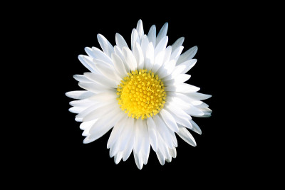 甘菊花