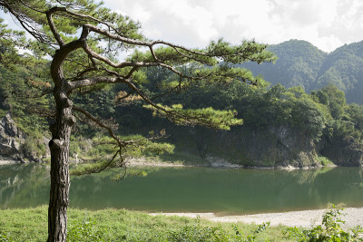 松树、cheongryeongpo