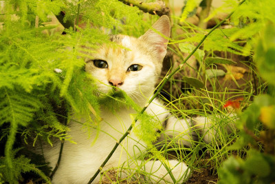 猫。