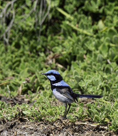 极好的Fairy-wren