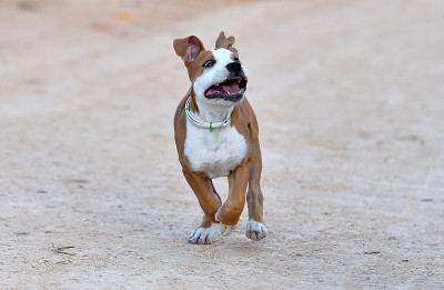 年轻的斗牛犬