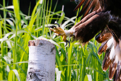 Series of photos showing a golden eagle taking off