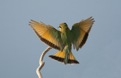 一只小食蜂鸟(Merops pusillus)在半空中正要降落在一根树枝上。