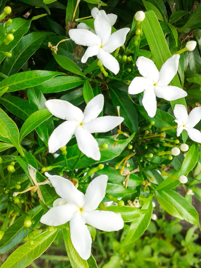栀子花
