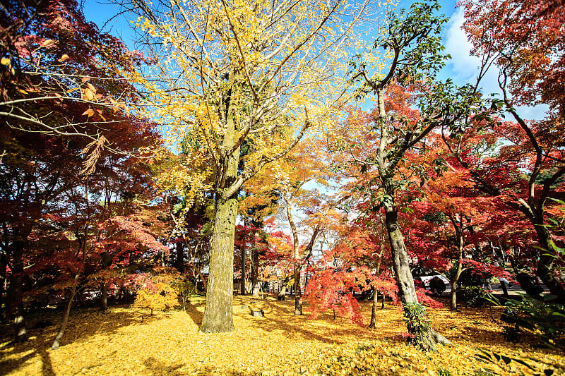 日本关西京都英馆寺秋色