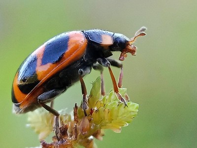 瓢虫transversalis