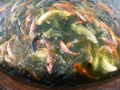 池塘里的鱼在争抢食物