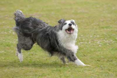 快乐的边境牧羊犬