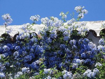 科尔多瓦的花朵