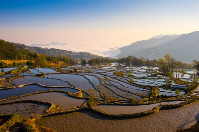 中国原阳水季的稻田