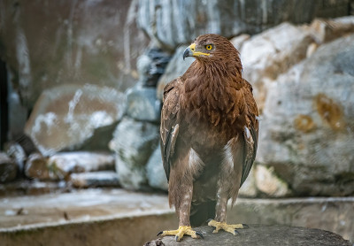 草原鹰是一种猛禽，它骄傲地坐在鸟舍里。Aquila nipalensis