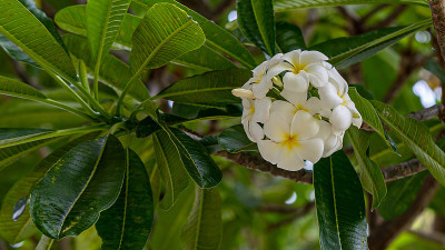 Plumeria
