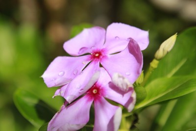 长春花(Catharanthus roseus)，俗称马达加斯加长春花、玫瑰长春花或玫瑰长春花，是罗