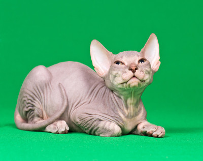唐sphynx小猫