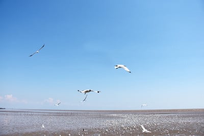 在泰国沙木普拉干Bangpu娱乐中心的海面上，海鸥在空中飞翔。