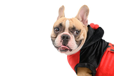 侧面的法国斗牛犬穿着可爱和有趣的瓢虫服装