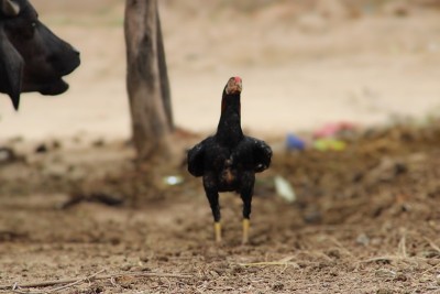 红junglefowl